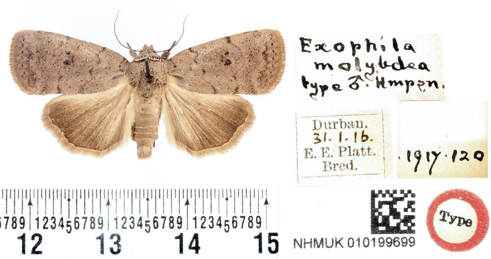 /filer/webapps/moths/media/images/M/molybdea_Exophyla_HT_BMNH.jpg