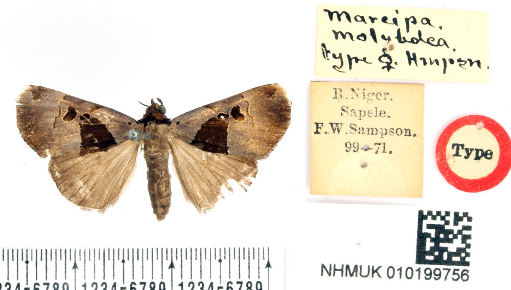 /filer/webapps/moths/media/images/M/molybdea_Marcipa_HT_BMNH.jpg