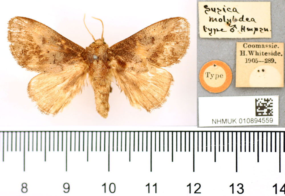 /filer/webapps/moths/media/images/M/molybdea_Susica_HT_BMNH.jpg