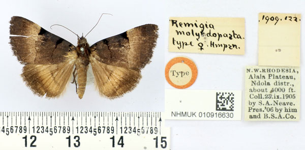 /filer/webapps/moths/media/images/M/molybdopasta_Remigia_HT_BMNH.jpg
