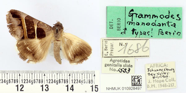 /filer/webapps/moths/media/images/M/monodonta_Grammodes_HT_BMNH.jpg
