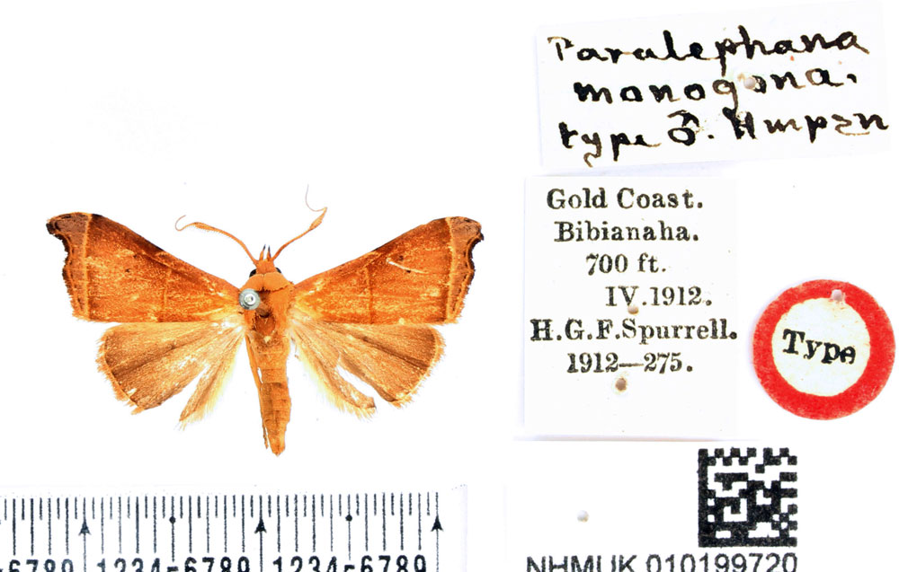 /filer/webapps/moths/media/images/M/monogona_Paralephana_HT_BMNH.jpg