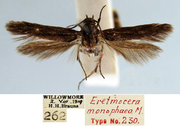 /filer/webapps/moths/media/images/M/monophaea_Eretmocera_HT_TMSA_400dpb6.jpg