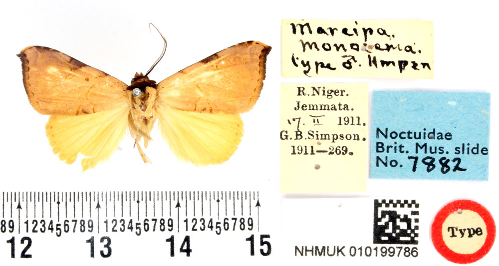 /filer/webapps/moths/media/images/M/monosema_Marcipa_HT_BMNH.jpg