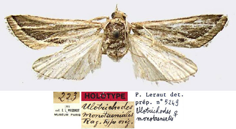 /filer/webapps/moths/media/images/M/monotaenialis_Ulotrichodes_HT_MNHN.jpg