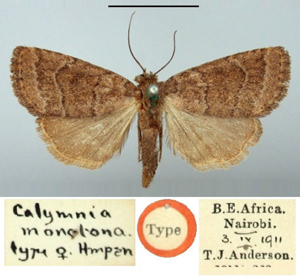 /filer/webapps/moths/media/images/M/monotona_Calymnia_HT_BMNH.jpg