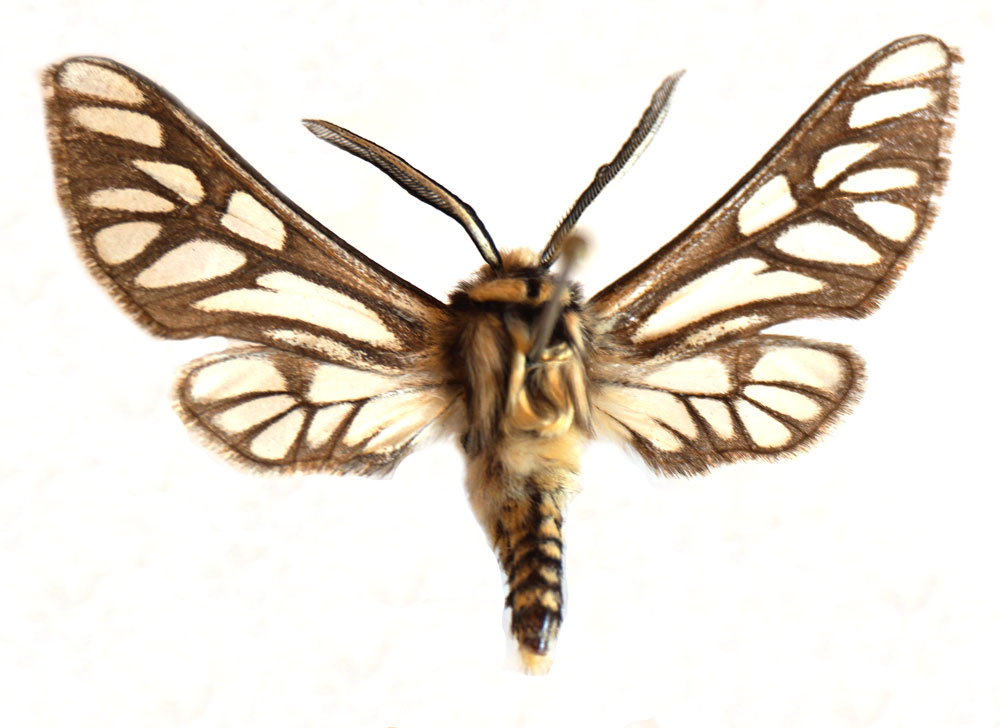 /filer/webapps/moths/media/images/M/montana_Thyretes_NT_Stroehle.jpg