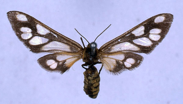 /filer/webapps/moths/media/images/M/monteiroi_Thyretes_HT_BMNH_01.jpg