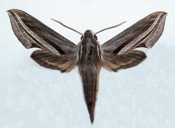 /filer/webapps/moths/media/images/M/monteironis_Theretra_AM_Basquin.jpg