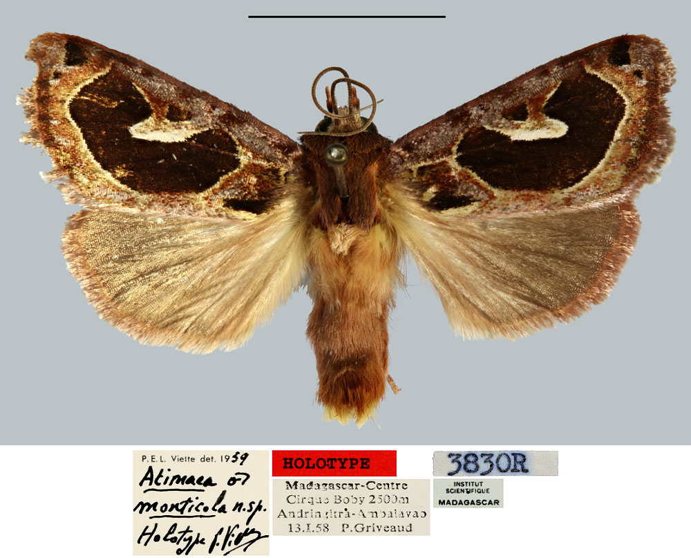 /filer/webapps/moths/media/images/M/monticola_Atimaea_HT_MNHN.jpg