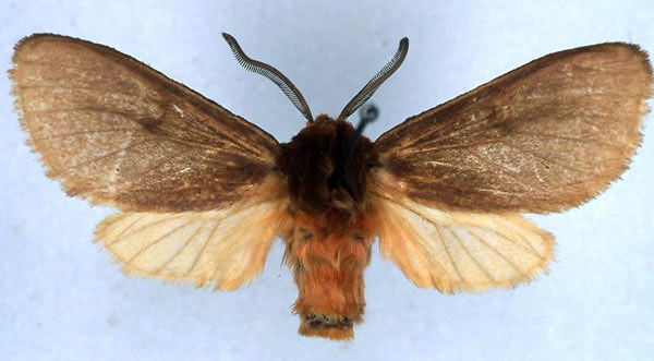 /filer/webapps/moths/media/images/M/montium_Metarctia_HT_BMNH_01.jpg