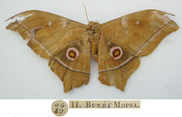 /filer/webapps/moths/media/images/M/mopsa_Bunaea_HT_NHMUKa.jpg