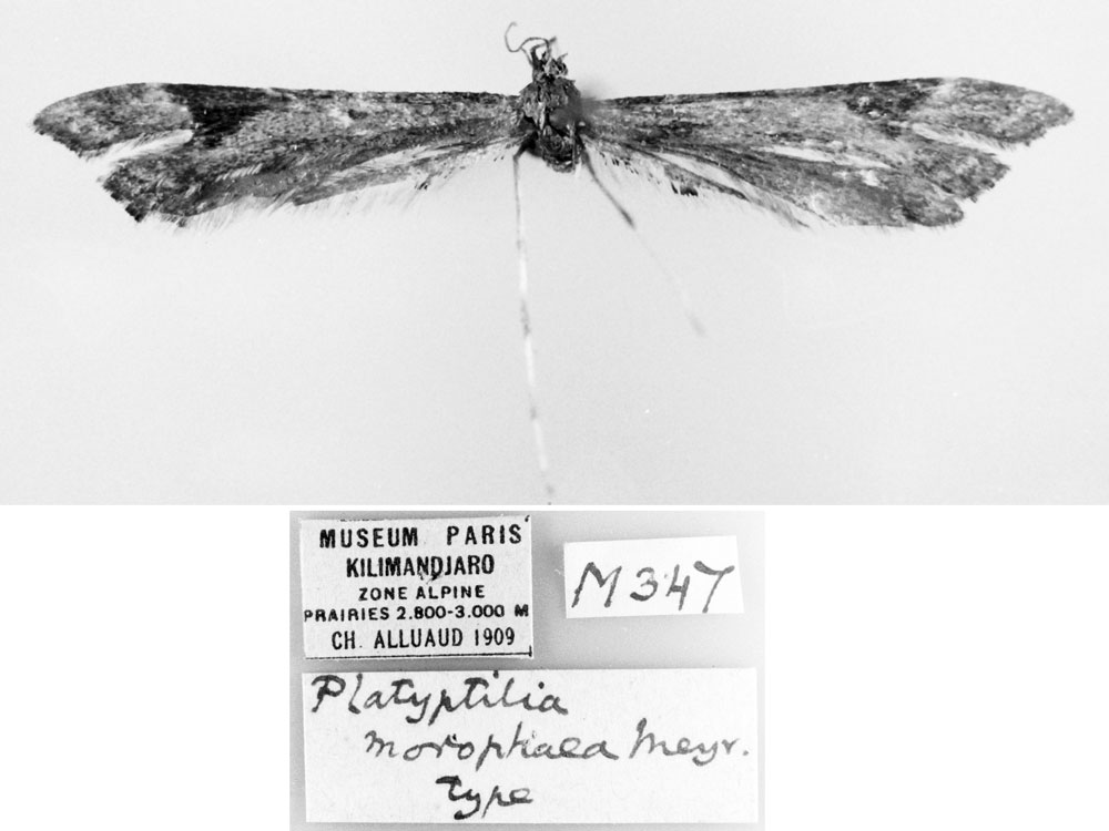 /filer/webapps/moths/media/images/M/morophaea_Platyptilia_PLT_MNHN.jpg