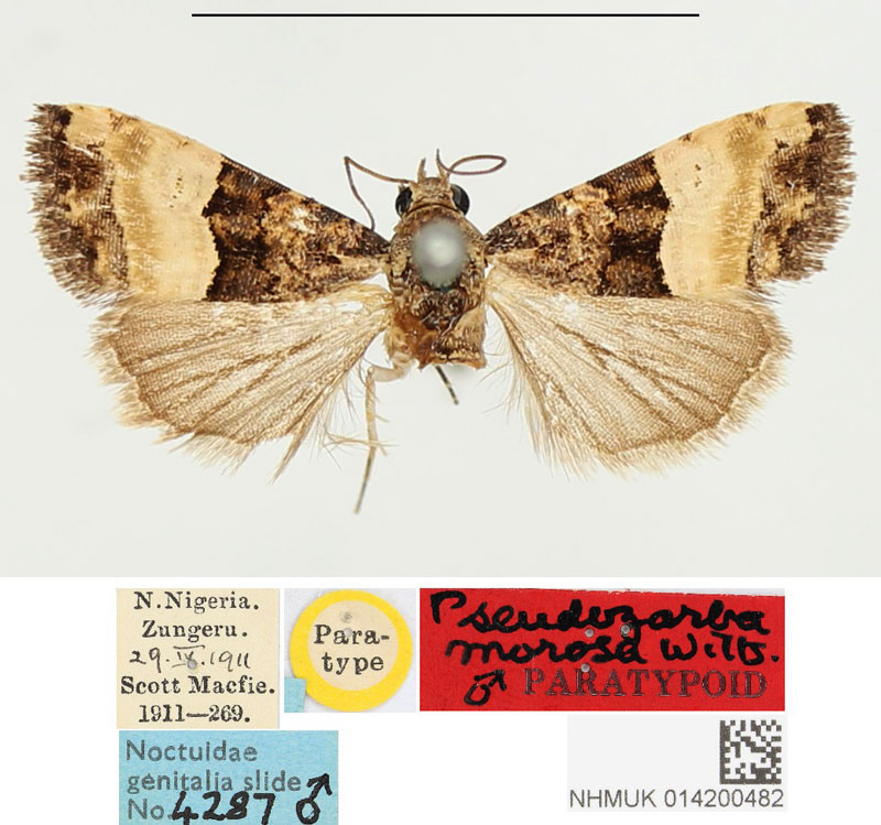 /filer/webapps/moths/media/images/M/morosa_Pseudozarba_PTM_BMNH.jpg