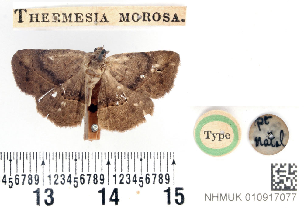 /filer/webapps/moths/media/images/M/morosa_Thermesia_HT_BMNH.jpg