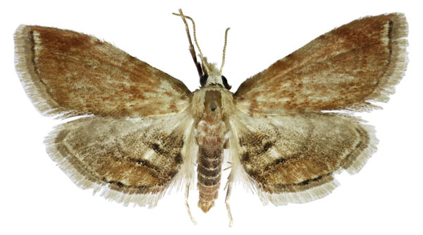 /filer/webapps/moths/media/images/M/mossi_Trichophysetis_HT_BMNH.jpg