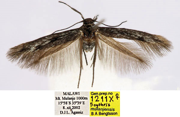/filer/webapps/moths/media/images/M/mulanjensis_Scythris_HT_BMNH_4X4LaLr.jpg
