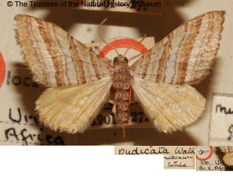 /filer/webapps/moths/media/images/M/multilinearia_Plerocymia_STM_BMNH.jpg