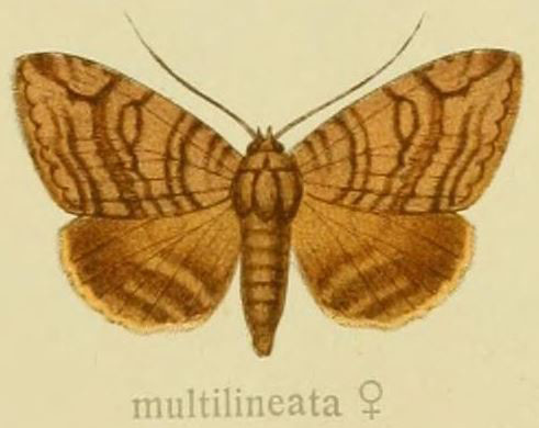/filer/webapps/moths/media/images/M/multilineata_Naxia_AF_Seitz_29_d.jpg