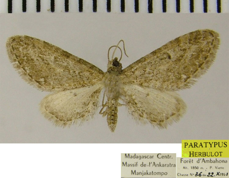 /filer/webapps/moths/media/images/M/multiplex_Eupithecia_PTF_ZSM_01.jpg