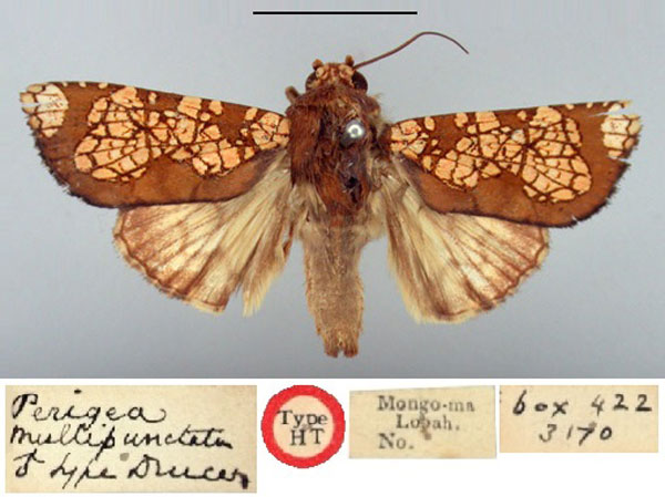 /filer/webapps/moths/media/images/M/multipunctata_Perigea_HT_BMNH.jpg