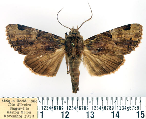 /filer/webapps/moths/media/images/M/multiscripta_Hesperochroa_AM_BMNH.jpg