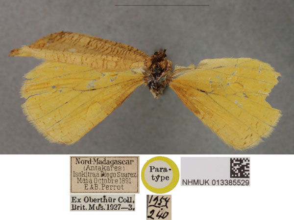 /filer/webapps/moths/media/images/M/multiversa_Nidara_PT_BMNH.jpg