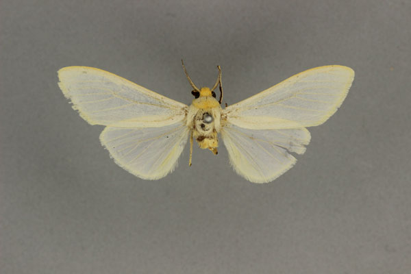 /filer/webapps/moths/media/images/M/mundata_Acantharctia_HT_BMNH.jpg