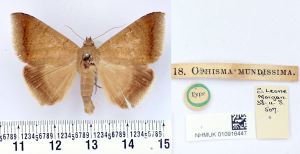 /filer/webapps/moths/media/images/M/mundissima_Ophisma_HT_BMNH.jpg