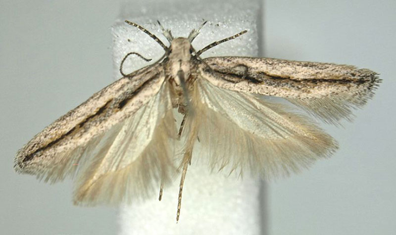 /filer/webapps/moths/media/images/M/munita_Scrobipalpa_HT_BMNH.jpg