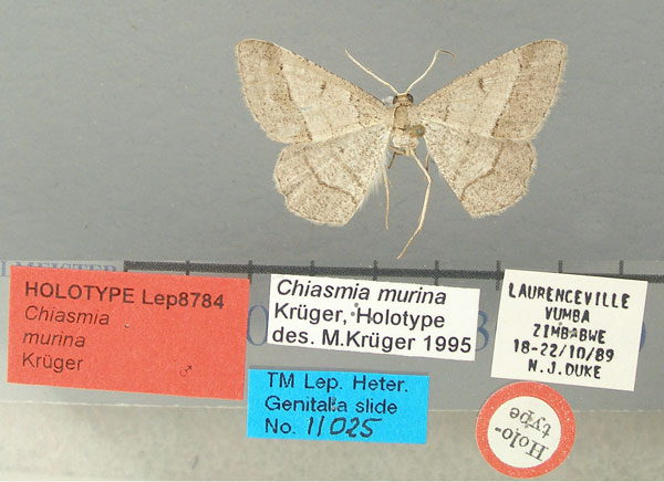 /filer/webapps/moths/media/images/M/murina_Chiasmia_HT_TMSA.jpg