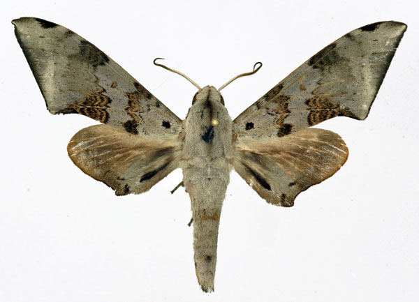/filer/webapps/moths/media/images/M/murinus_Polyptychus_AM_Basquin.jpg