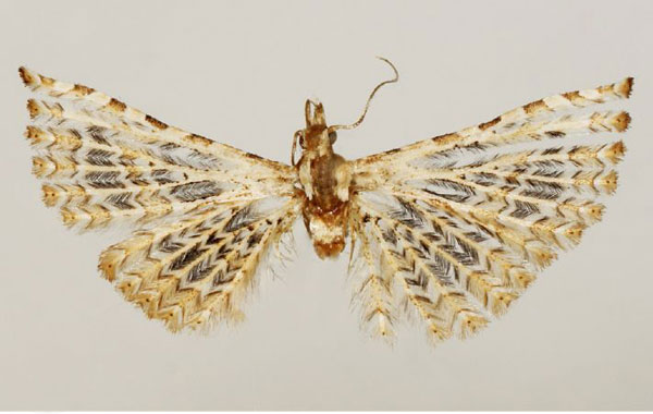 /filer/webapps/moths/media/images/M/murphy_Alucita_HT_BMNH.jpg