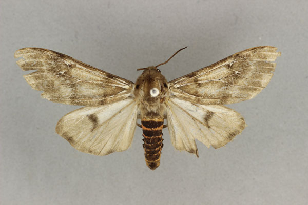 /filer/webapps/moths/media/images/M/murtafaa_Teracotona_PT_BMNH.jpg