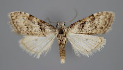 /filer/webapps/moths/media/images/M/musculalis_Nola_A_BMNH.jpg
