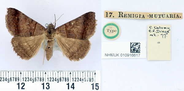 /filer/webapps/moths/media/images/M/mutuaria_Remigia_HT_BMNH.jpg