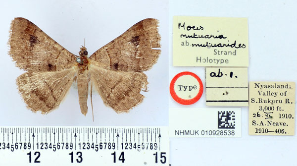 /filer/webapps/moths/media/images/M/mutuarides_Mocis_HT_BMNH.jpg