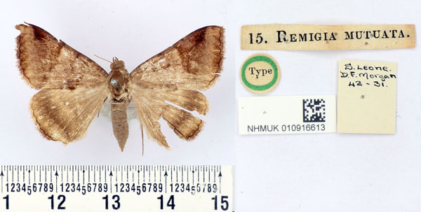 /filer/webapps/moths/media/images/M/mutuata_Remigia_HT_BMNH.jpg