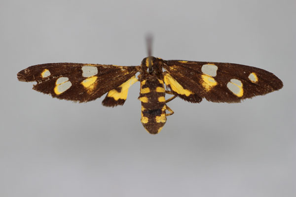 /filer/webapps/moths/media/images/M/myodes_Stictonaclia_A_BMNH.jpg