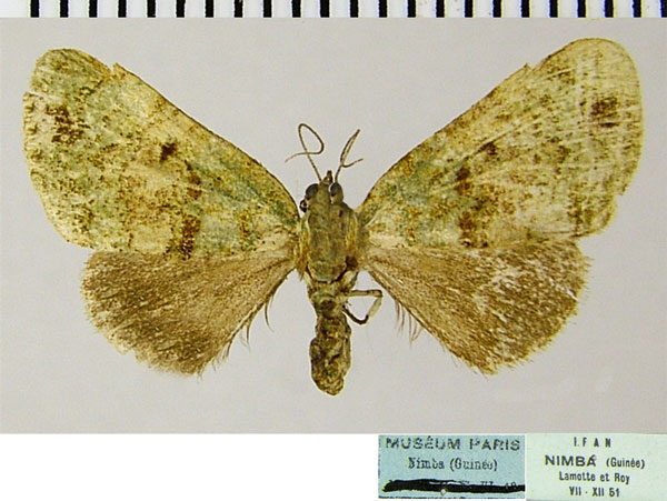 /filer/webapps/moths/media/images/M/myopteryx_Guinea_AF_ZSMa.jpg
