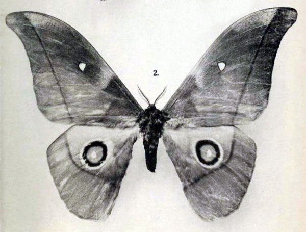 /filer/webapps/moths/media/images/M/myrtea_Nudaurelia_STM_Rebel_1917b_4-2.jpg