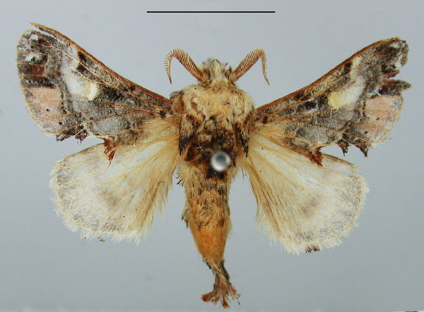 /filer/webapps/moths/media/images/M/myxa_Odontocheilopteryx_AM_TMSA.jpg