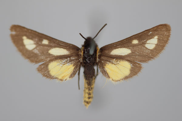 /filer/webapps/moths/media/images/N/naclioides_Cacosoma_HT_BMNH.jpg