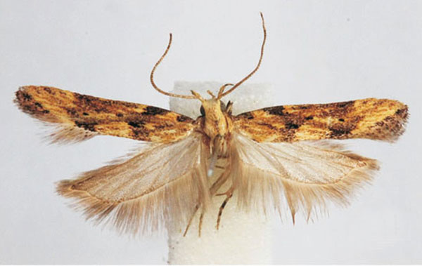 /filer/webapps/moths/media/images/N/nakurensis_Leuronoma_PTM_BMNH.jpg