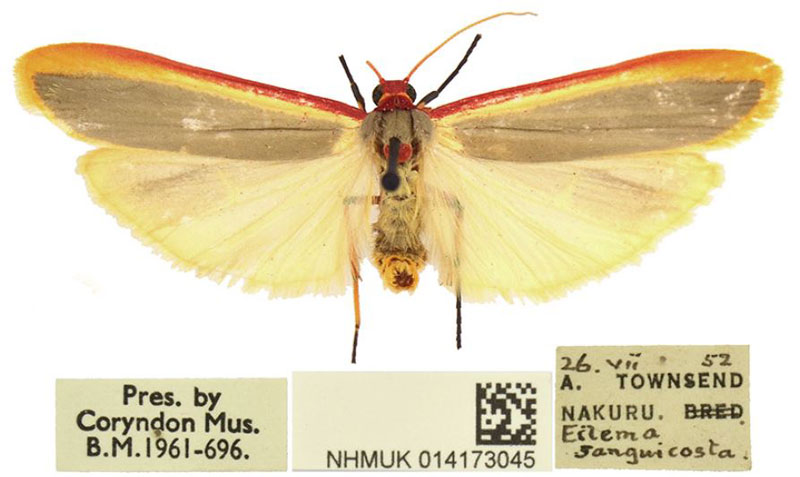 /filer/webapps/moths/media/images/N/nakuru_Birketsmithiola_HT_BMNH.jpg