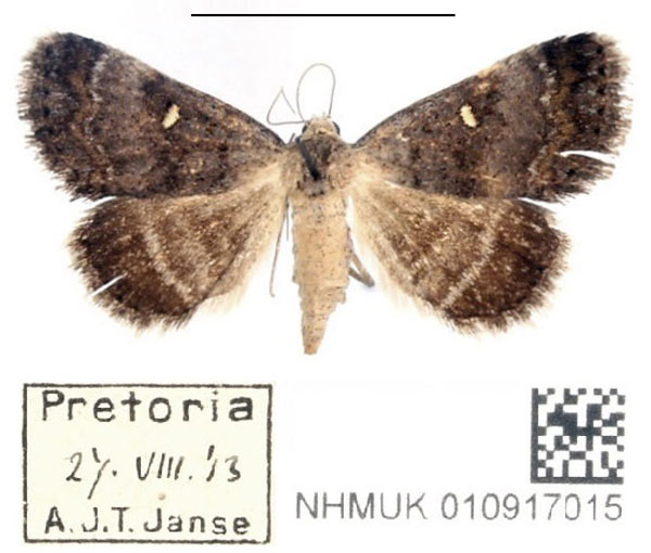 /filer/webapps/moths/media/images/N/namacensis_Acantholipes_AF_BMNH.jpg