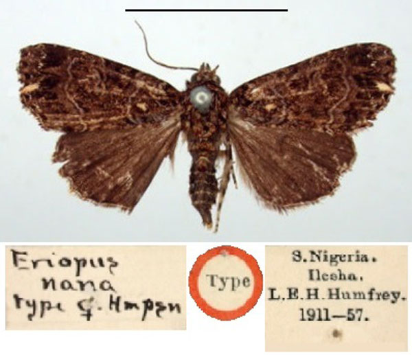 /filer/webapps/moths/media/images/N/nana_Eriopus_HT_BMNH.jpg