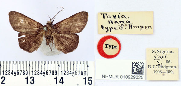 /filer/webapps/moths/media/images/N/nana_Tavia_HT_BMNH.jpg