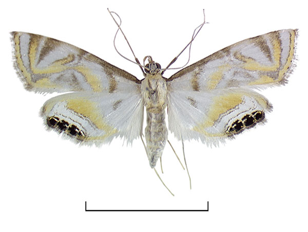 /filer/webapps/moths/media/images/N/nandinalis_Eoophyla_HT_BMNH.jpg