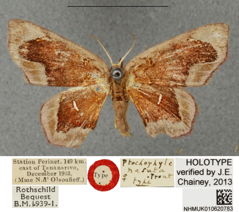 /filer/webapps/moths/media/images/N/nasuta_Chrysocraspeda_HT_BMNHa.jpg